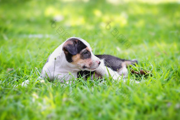 可爱的小猎犬小狗在草地上快乐