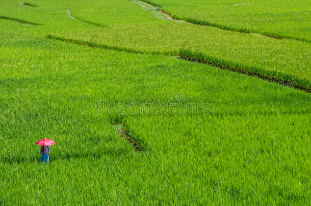 农业背景美丽的<strong>玉米地乡村</strong>