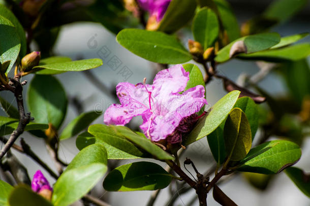 蜜蜂开花盛开的盛开花儿