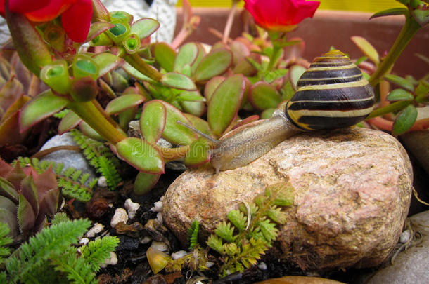 淡水花园蜗牛慢慢地爬在岩石上