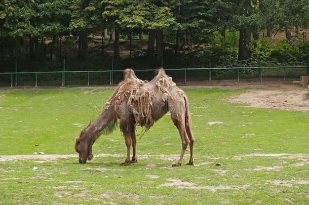 在动物园里褪色的两驼背骆驼