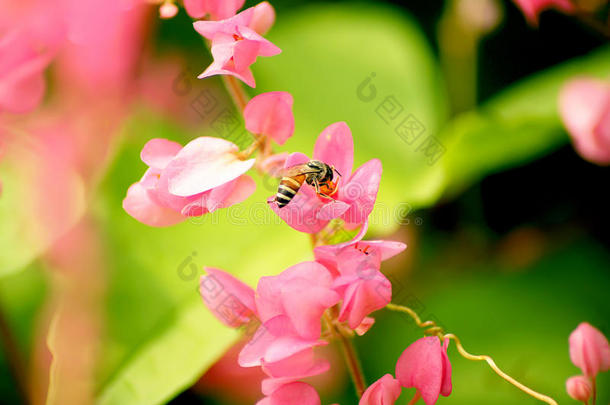 安提戈涅围绕秋天蜜蜂甲虫