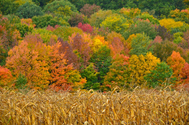 秋天玉米收获在山前和秋天的树色