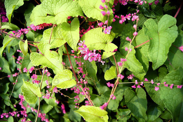 安提戈涅围绕秋天蜜蜂甲虫