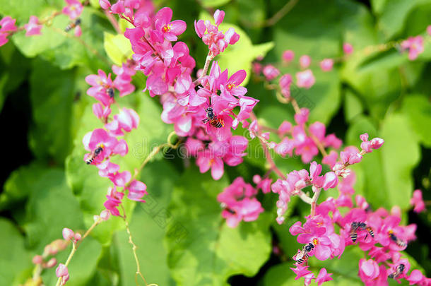 安提戈涅围绕秋天蜜蜂甲虫