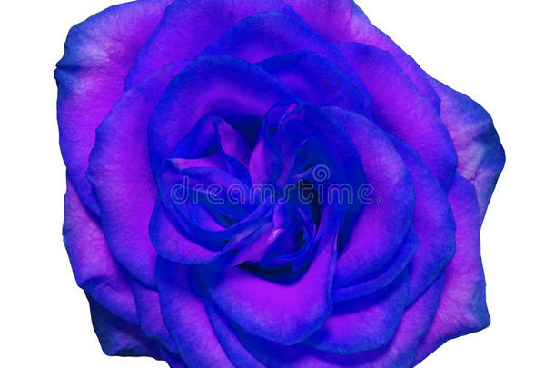 蓝色玫瑰花，白色孤立的背景与剪裁路径