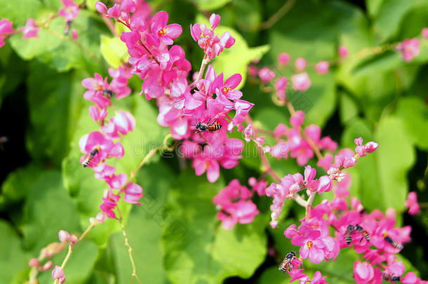 安提戈涅围绕秋天蜜蜂甲虫