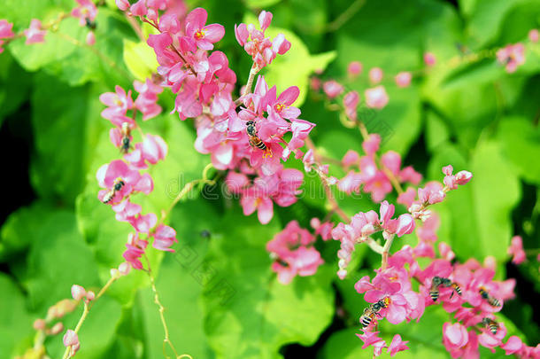 安提戈涅围绕秋天蜜蜂甲虫