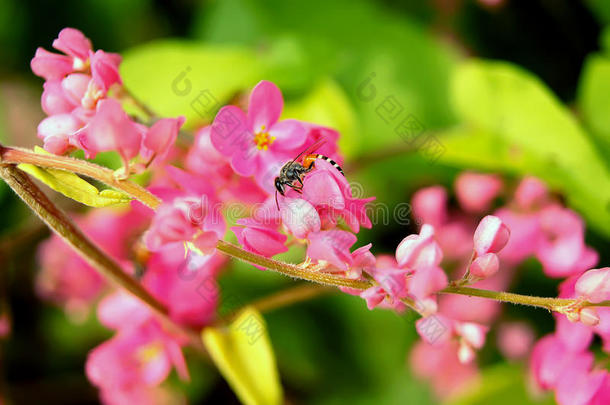 安提戈涅围绕秋天蜜蜂甲虫