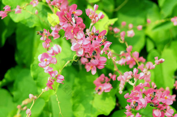 安提戈涅围绕秋天蜜蜂甲虫