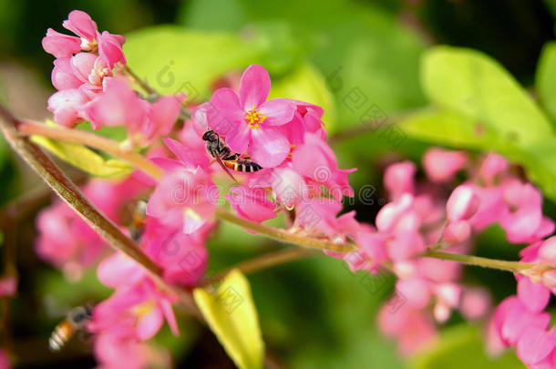 安提戈涅围绕秋天蜜蜂甲虫