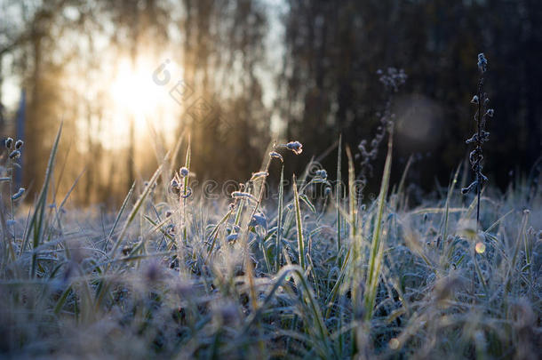 黎明时结冰的草