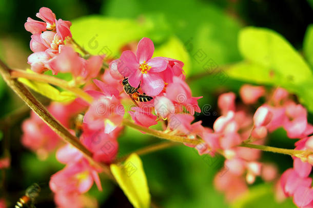 安提戈涅围绕秋天蜜蜂甲虫