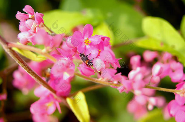 安提戈涅围绕秋天蜜蜂甲虫