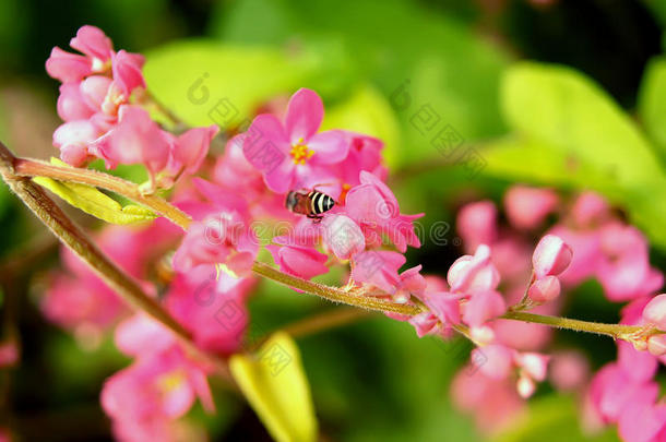 安提戈涅围绕秋天蜜蜂甲虫