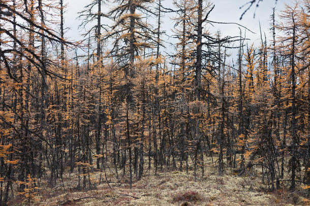 秋天西伯利亚落叶松泰加的森林杯。