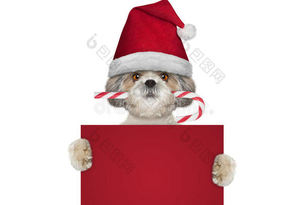 可爱的狗带着圣诞糖果，拿着一张卡片，上面有文字的空间