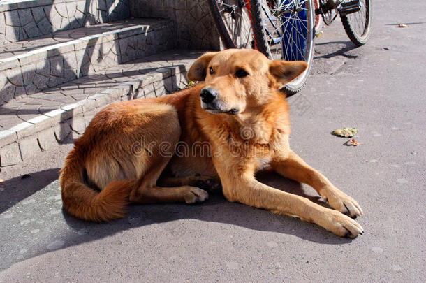 单独地动物蓝色棕色的犬科动物