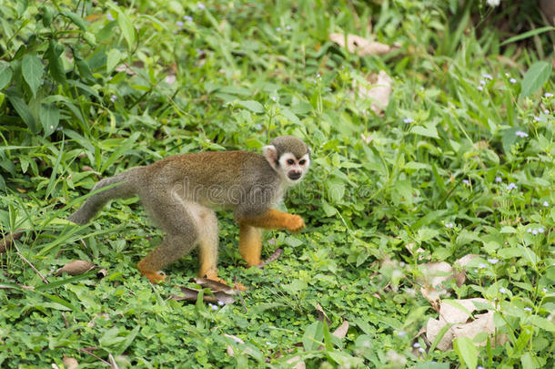动物森林看哺乳动物猴子