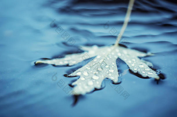 秋天的叶子在秋天的颜色和灯光下。 秋雨天气。 秋天在水和雨天落叶。 秋天的颜色。