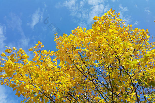 蓝天上秋树的明亮的黄色