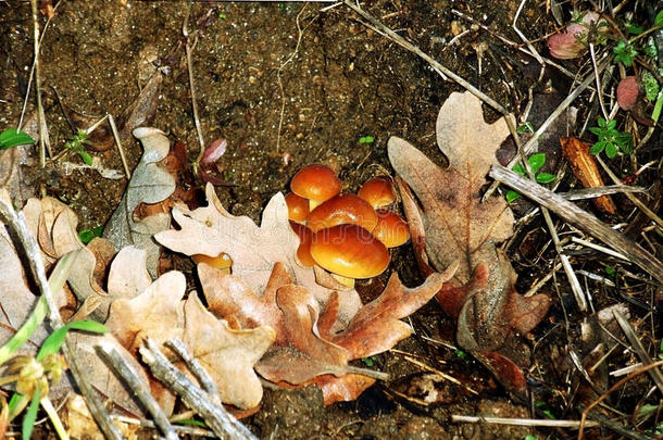 秋天秋天的美女生物植物学