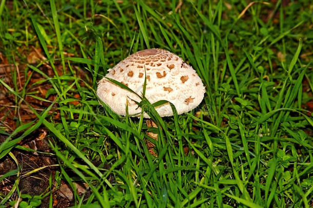 秋天秋天的美女生物植物学