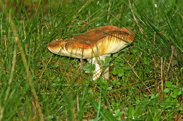 秋天秋天的美女生物植物学