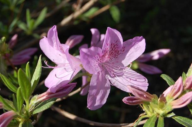 <strong>杜鹃花开</strong>花芽灌木每年落叶的