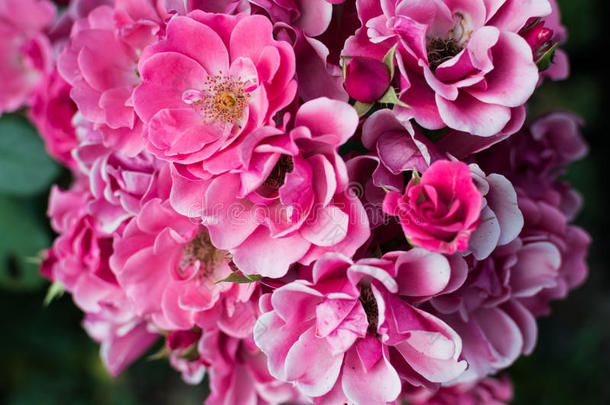 玫瑰花园里美丽的粉红色玫瑰花束