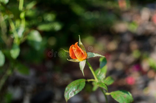 美丽的<strong>红橙</strong>玫瑰在玫瑰园绽放