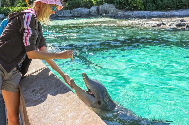 动物安东尼奥水族馆水生的加利福尼亚