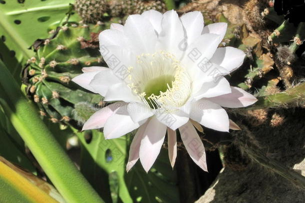 植物区系花农花花园园艺