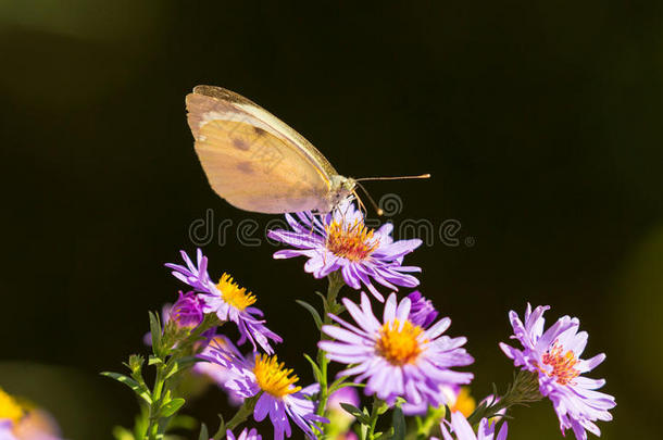野花草地上的欧洲蝴蝶