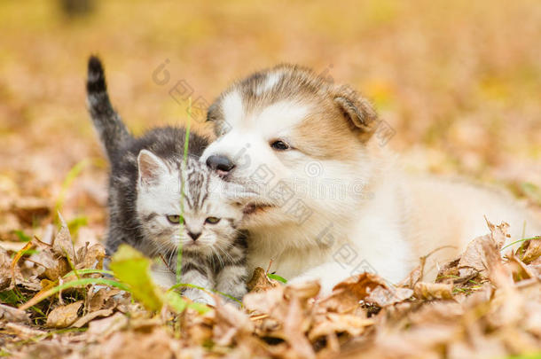 <strong>阿拉斯加阿拉斯加</strong>一只<strong>阿拉斯加</strong>的小狗在秋天公园和小猫玩耍