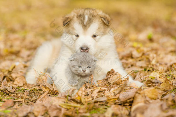 阿拉斯加马拉穆特小狗拥抱可爱的小猫在秋天的公园
