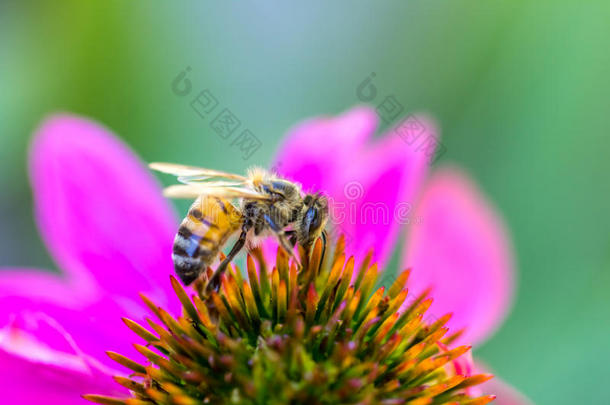 蜜蜂在花园里用紫色的锥花喂蜜蜂