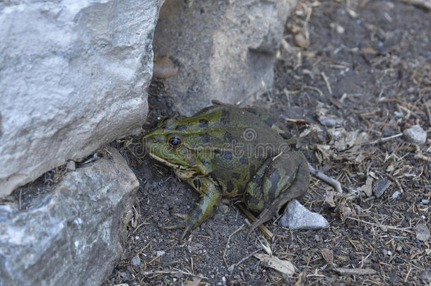 深绿色斑点青蛙坐在靠近石墙的地方，图片f