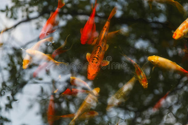 明亮的金色和红色的鲤鱼在清澈的水族馆里游泳