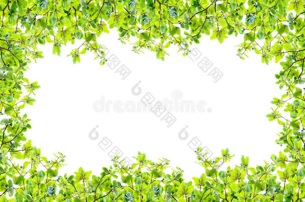 绿叶框架隔离在白色，抽象的自然背景上，为<strong>春夏</strong>背景和产品。