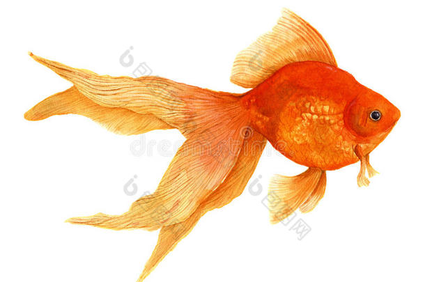 金鱼。 水彩艺术写实插图