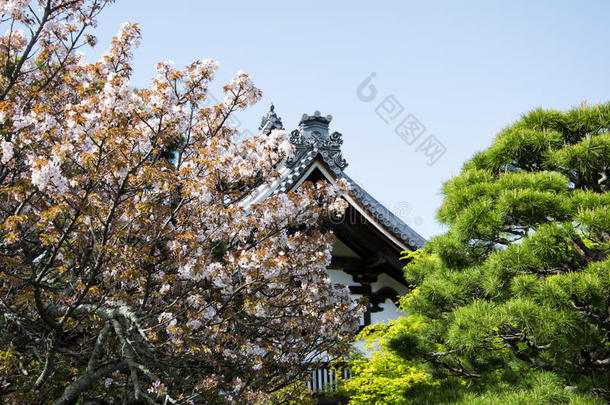樱花季节日本寺庙屋顶与蓝天的细节