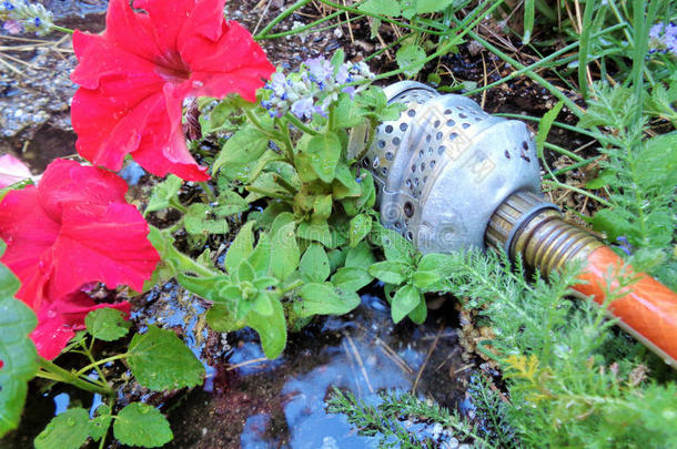 苹果背景开花蓝色起泡器