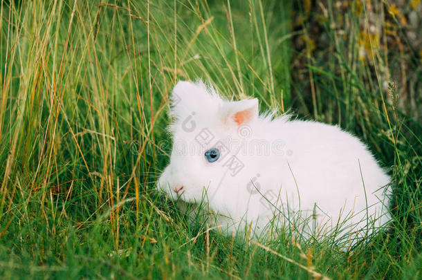 小巧可爱的小矮人装饰小白兔兔