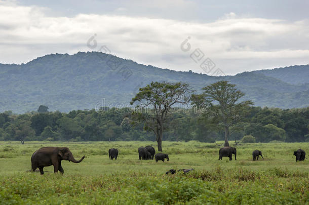 在斯里兰卡中部哈巴拉纳附近的考杜拉国家公园，当暴风雨来临时，大象正在吃草。