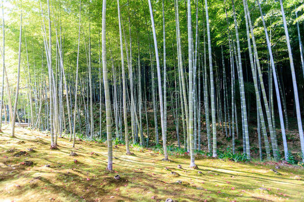 日本竹林，阿拉山
