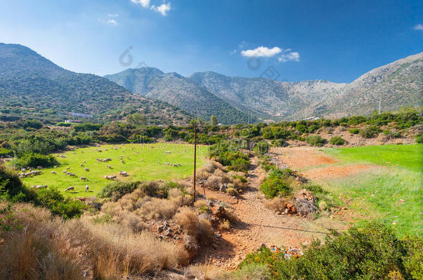 希腊乡村景观：山谷和山脉草原上的一群羊