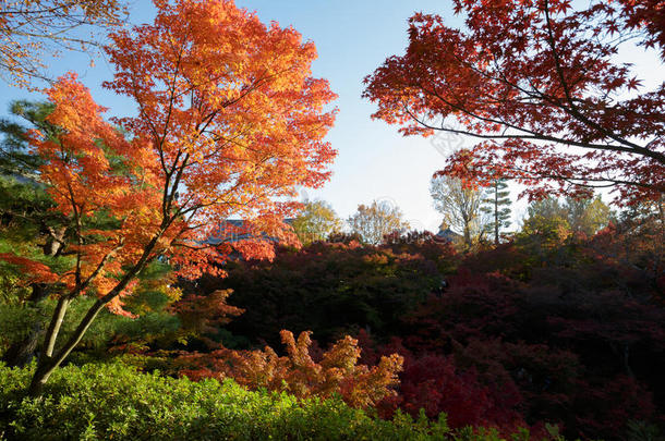 京都托福吉寺的秋色