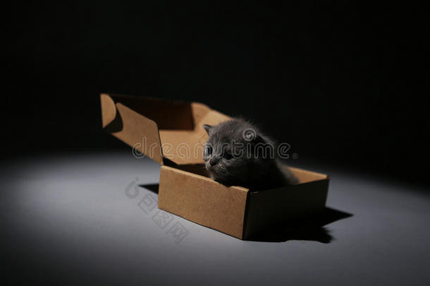小猫在纸板箱里