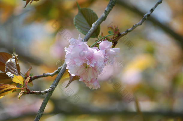 美丽的开花盛开花儿樱桃